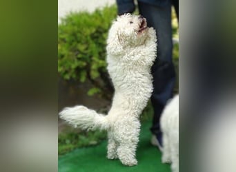 NORA Bichon Mix