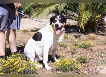 Nuno, Mix Labrador / Rafeiro Alentejano, lieb und sozial