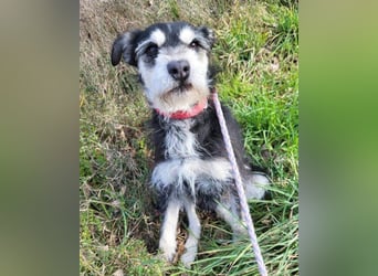 Schnauzer-Mix ♥Milo♥ ein aktiver, absoluter Herzens-Hund