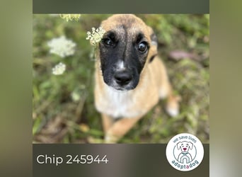 Chip 245944: Hundekind sucht ein Zuhause