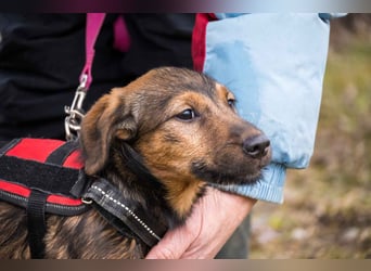 Malna-SI, kleine Welpin sucht liebe Familie