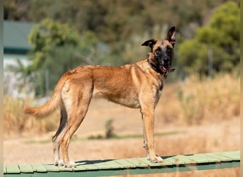 Kira (Spanien) -liebevolles Energiebündel sucht erfahrene Menschen