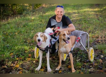 Rollihund KRUMEL - der zugängliche, brave Rüde sucht Menschen, die ihn trotz des Handicaps lieben!