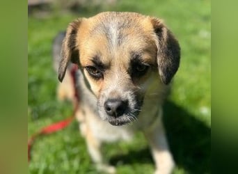 Unsere bezaubernde Polly sucht ihre Familie