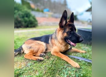 Archie - offen und freundlich
