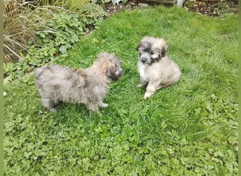 Welpen Hütehund Schäferhund Berger des Pyrenees