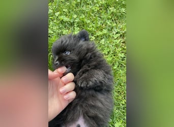 Pomeranian Kleinspitz Welpen