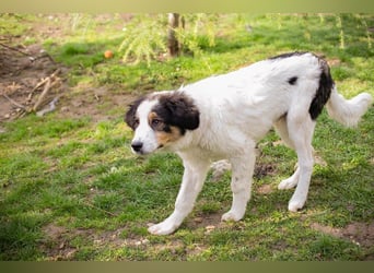 BOOMER - wer schenkt dem großen Jungen mit dem großen Herz ein liebevolles Zuhause?