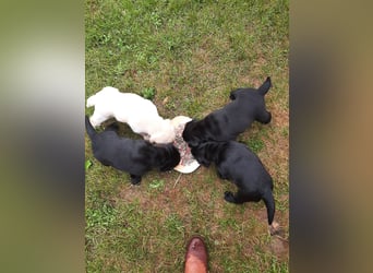 Labradorpuppies mit Papieren suchen ab Mitte Juli ein neues Zuhause