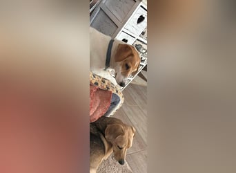 Pimpa, ca. 8 Monate, 35cm sucht ihr Zuhause