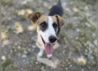 Hundeherz  sucht Familienglück 