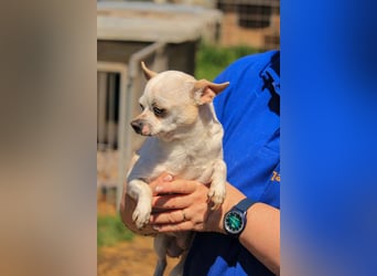 Kulcs PP – Zarte Chihuahua-Hündin sucht liebevolles Zuhause mit Herz