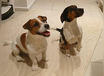 Jack Russell Terrier tricolor reinrassig