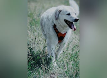 Bailey, unkomplizierter Senior, ca. 9 Jahre *in 13507 Berlin*