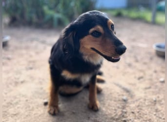 Bruno - liebenswerter kleiner Rüde sucht sein Für-Immer-Zuhause