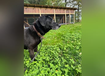 Rüde Blacky, 11 Jahre