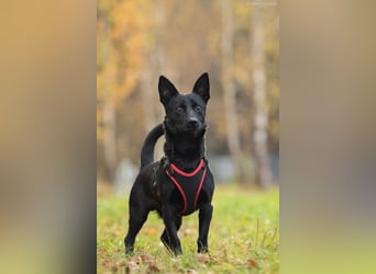 Sozialer Chester sucht seine Menschen