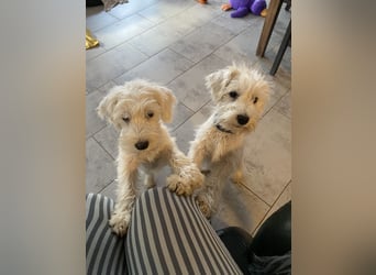 Weiße Zwergschnauzer Welpen nicht haarend reinrassig