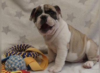 Freiatmige Bulldoggenwelpen Abgabebereit