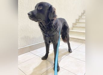 (R) superlieber Familienhund MARVIN - 3 Jahre, 50cm - Flat Coated Retriever