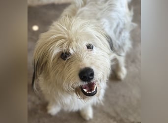 Fluffy, geb. ca. 11/2023, lebt in GRIECHENLAND, auf einer privaten Pflegestelle