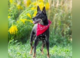 Misha ❤️ Hundeopi mit schwerem Schicksal sucht Geborgenheit