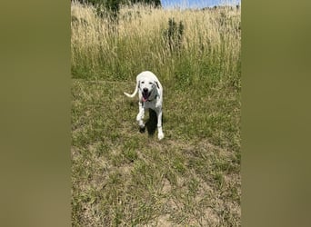 Welpen Akbas Schäferhund