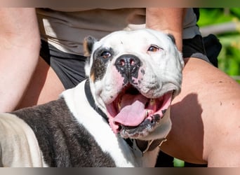 Bruce-DG, sanfter Dickkopf sucht warmes Zuhause!