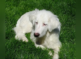 Arik, bereits auf PS in 57223 Kreuztal, sucht wunervolles Zuhause!