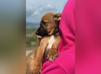 Nala