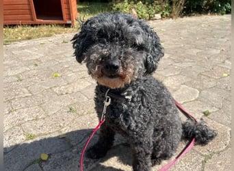 Nini, Zwergpudel, geb 2017, Kuschelkönig sucht Zuhause