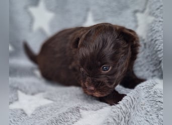 Bezaubernde Welpen aus Bolonka Zwetna und Pomeranian (Zwergspitz)