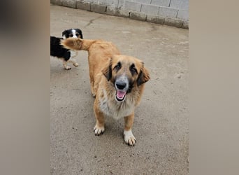 Goldschatz Grace sucht ihre Familie