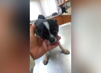 Cuki 3 PP – Zarte Chihuahua-Dame sucht Geborgenheit