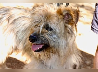 Daisy – zarte Hundeseele auf der Suche nach Geborgenheit