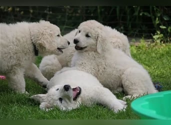 Kuvasz Welpen - Zucht - vom Crystal Diamonds - Mitglied im VDH/ FCI.