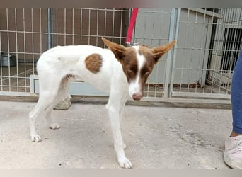 Xisco(PA)  Wunderschöner und sanftmütiger junger Bube