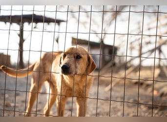 Oskar – Ein sanfter Griffon-Mix