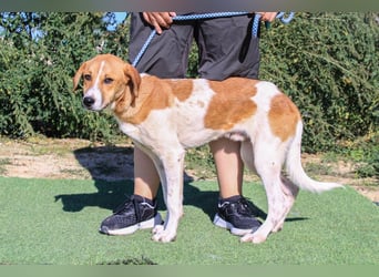 Arnie, Mix Labrador / Podengo
