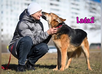 Lada2 10/2023 - ausgeglichene und gehorsame, traumhafte Hündin!