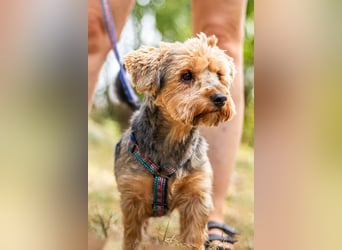 Yoyo, treuer Yorkshireterriermix, ca. 5 Jahre, ca. 31 cm, ca. 9 kg *in 50733 Köln*