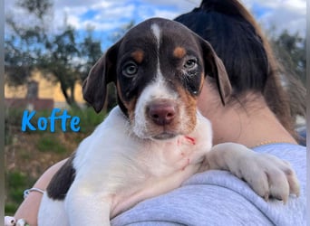Kofte 12/2024 (ESP) - menschenbezogener, kleiner Bodeguero-Pinscher-Mix Welpe!