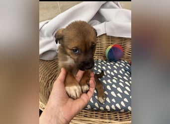 Libby sucht ihr Traumkörbchen