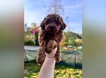 Rot Toypudel sucht neues Zuhause