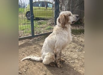 Freundlicher Trevor sucht sein Happy End