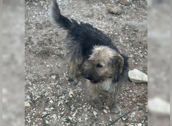 Emma, ein Schätzchen auf der Suche nach dem Glück