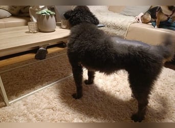 Teddy sucht ihr Happy End (56357 Pohl)