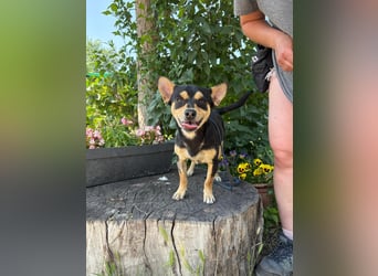 Traumhund Giso