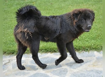 Arzu - Chow Chow Junghundrüde, geb. ca. 2022, sucht Freunde dieser Rasse