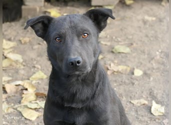 Jack freundlicher schlauer Black Beauty